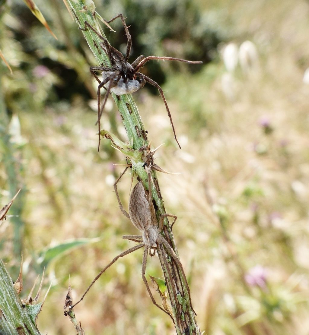 Pisaura cfr mirabilis, corteggiamento